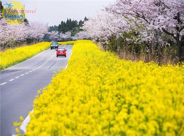 Đảo tình yêu Jeju-Ngắm Hoa Anh Đào-Seoul-Đảo Nami-Công Viên Everland (Hàng không 5 sao) Đảo tình yêu Jeju-Ngắm Hoa Anh Đào-Seoul-Đảo Nami-Công Viên Everland (Hàng không 5 sao)